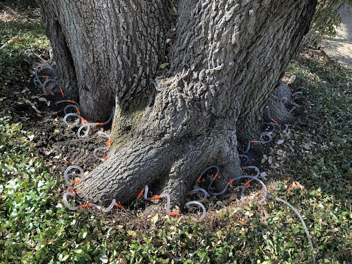 Detailed Tree Cabling and Bracing job site in Wrenshall