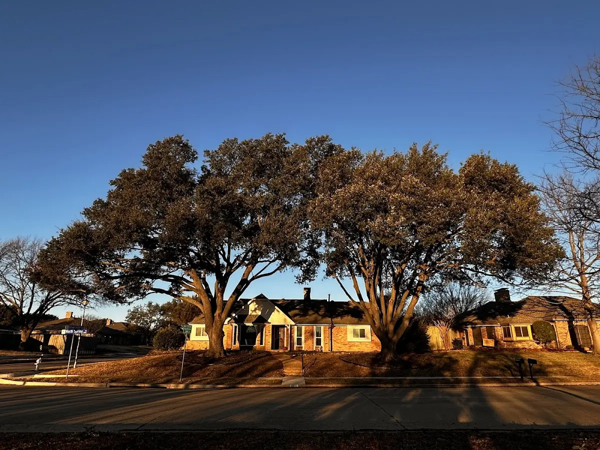 Established residential canopy tree shading a home in Wrenshall
